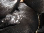 Darcy pups 26 juni 2011